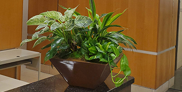 Interior Plant on a table